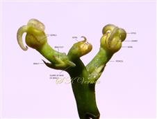  Inflorescence-Raceme
